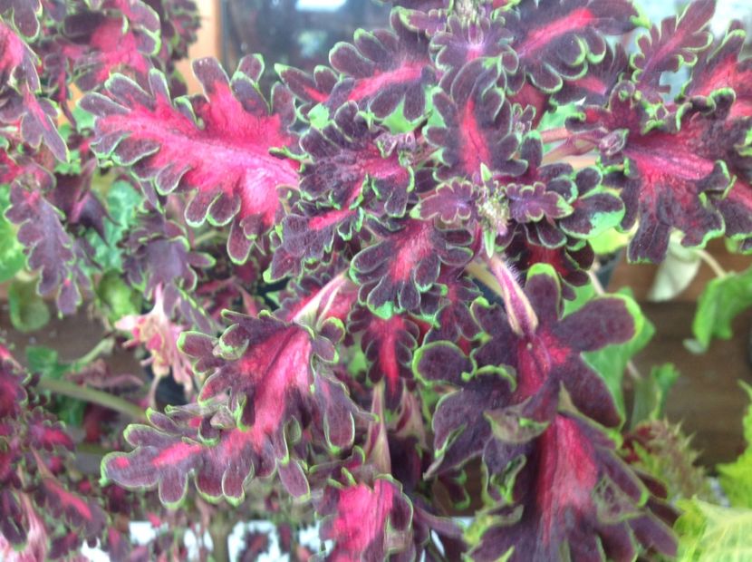  - Coleus Urzicuță