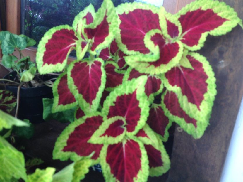  - Coleus Urzicuță