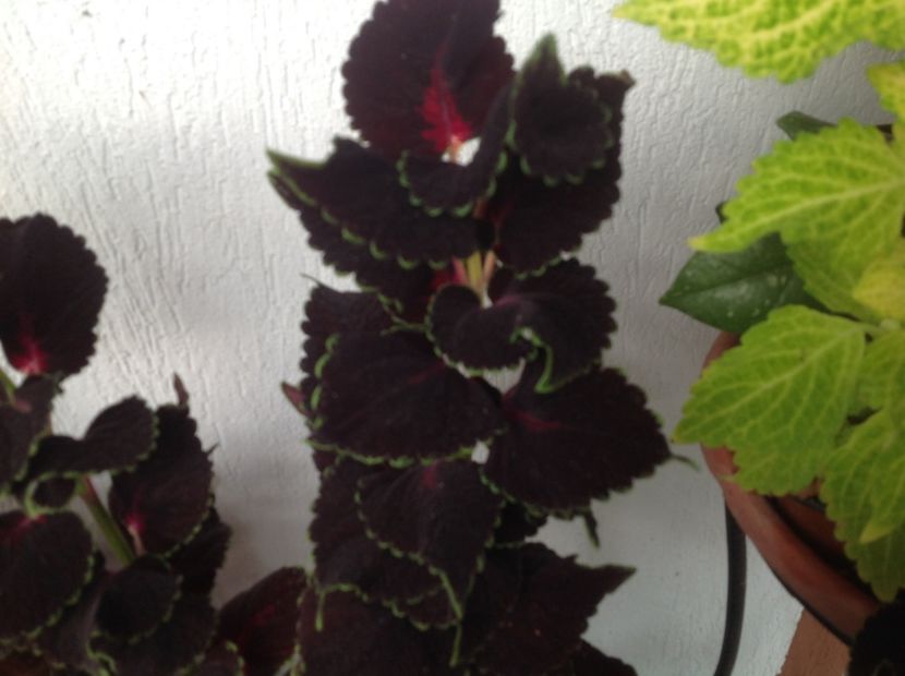  - Coleus Urzicuță