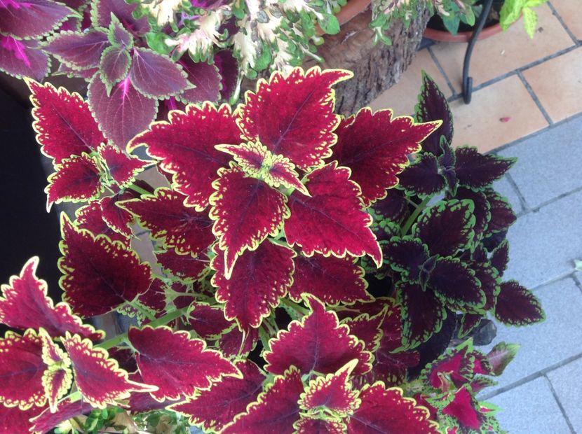  - Coleus Urzicuță