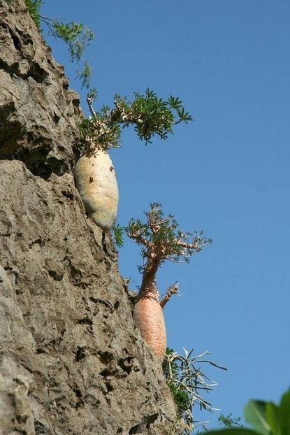 Dorstenia gigas, Socotra, Yemen - Whish list pentru viata urmatoare1