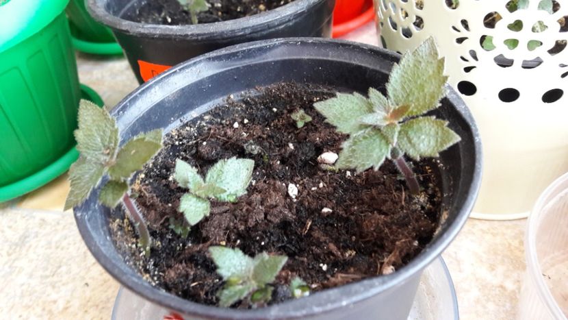 Brazilienii mei se trezesc :) - 09 Achimenes 2018