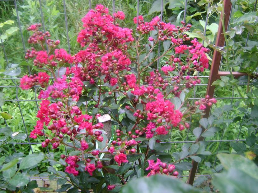  - 0 Lagestroemia-liliac indian