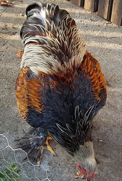  - a__Pui si tineret brahma 2018