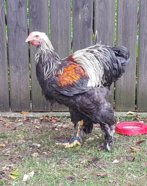  - a__Pui si tineret brahma 2018