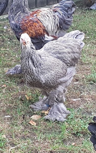  - a__Pui si tineret brahma 2018