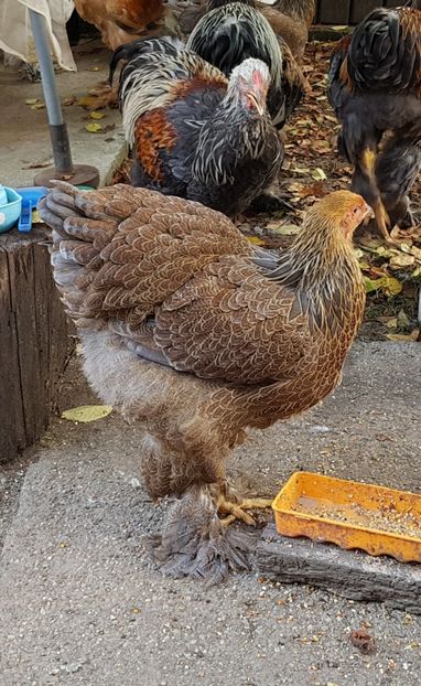  - a__Pui si tineret brahma 2018