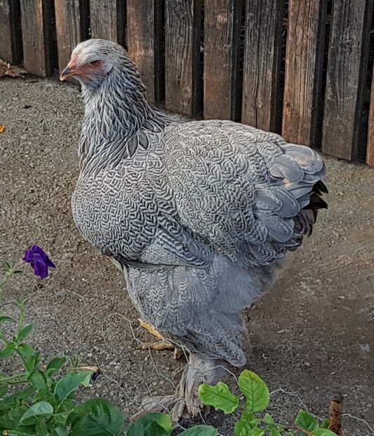  - a__Pui si tineret brahma 2018