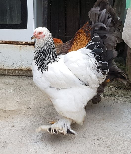  - a__Pui si tineret brahma 2018