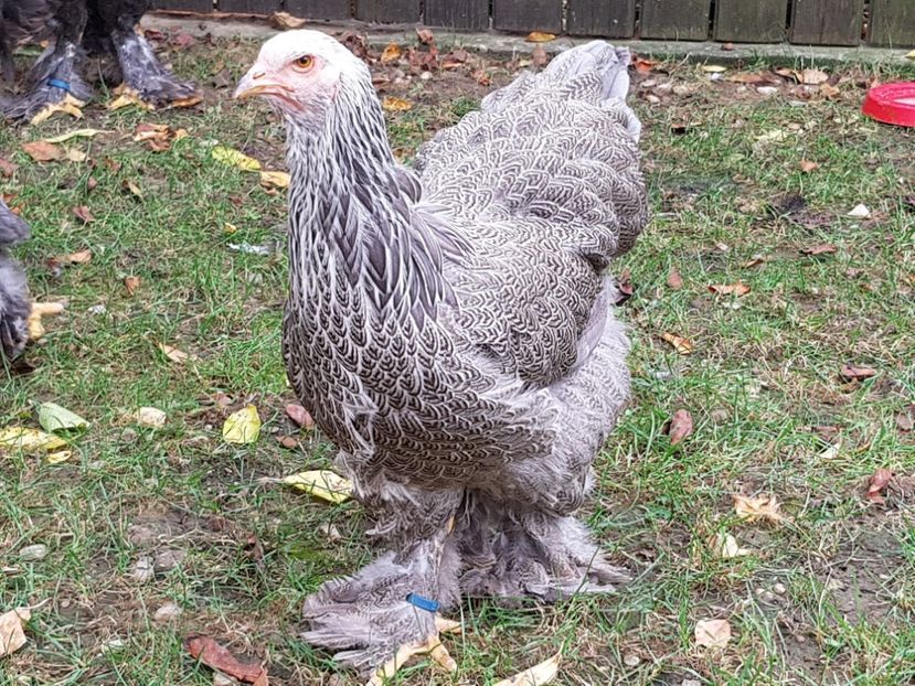  - a__Pui si tineret brahma 2018