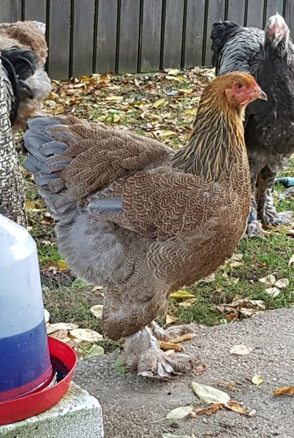  - a__Pui si tineret brahma 2018