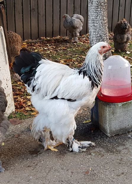  - a__Pui si tineret brahma 2018