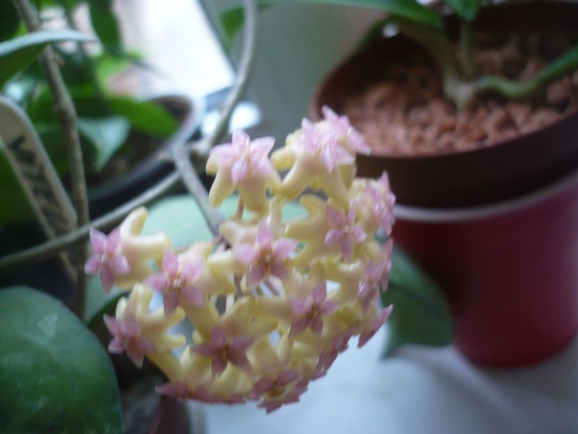 28.08.2018 - HOYA 2018-2