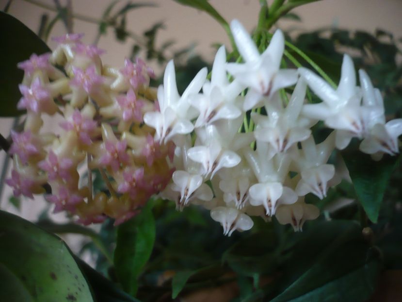 P1390880 - HOYA 2018-2