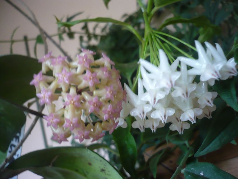 P1390881 - HOYA 2018-2