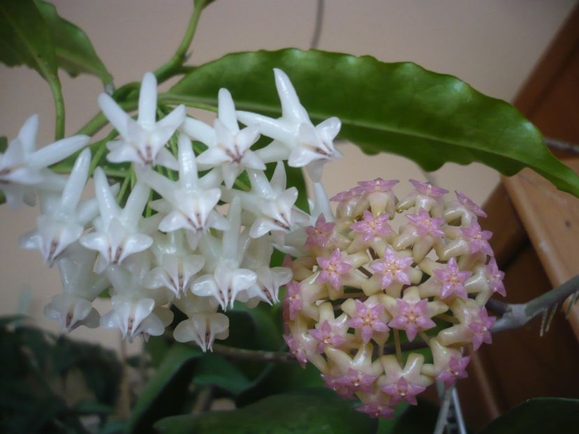 P1390885 - HOYA 2018-2