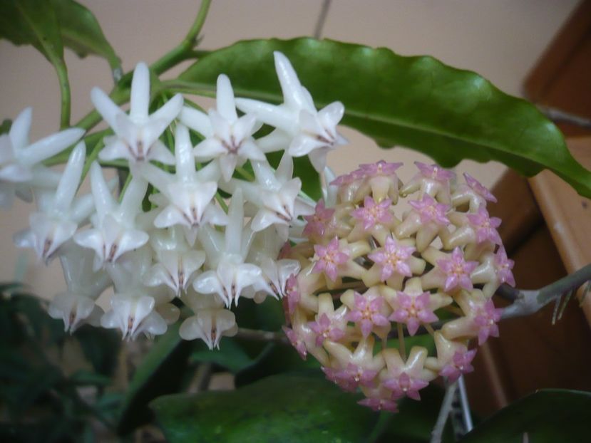 P1390886 - HOYA 2018-2