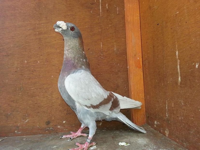 47653639-6E31-40EA-8617-3FB1A5D0D285 - Dragoni Vanduti