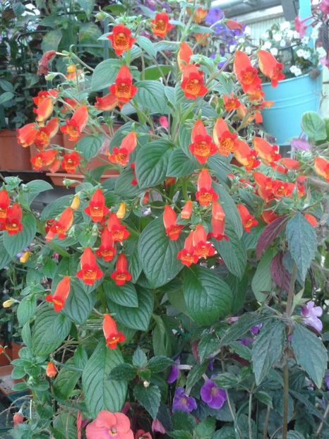 Seemannia nematanthodes Evita - Achimenes și Kohleria 2018