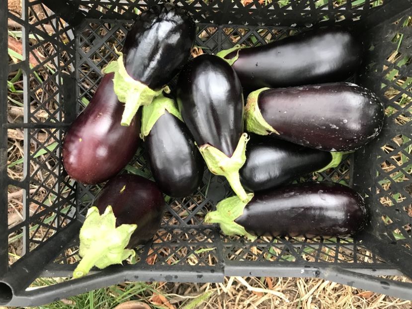 D0CB3EB4-030E-421D-B7F1-9CFF717AA110 - Summer2018