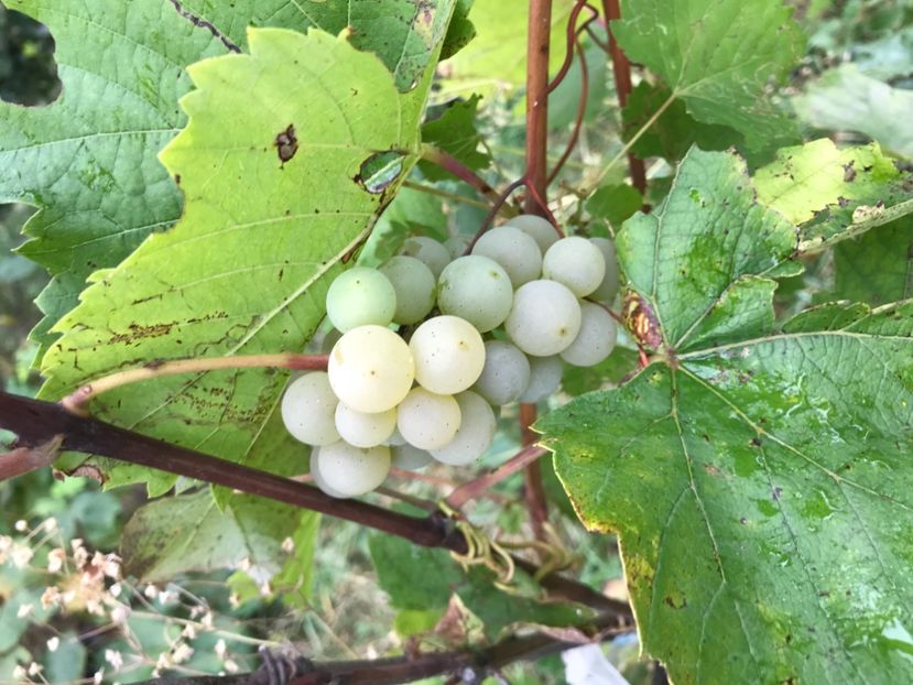 A40FEE2C-A1FB-4FFB-AB3C-D5F3EFCEEBD8 - Summer2018