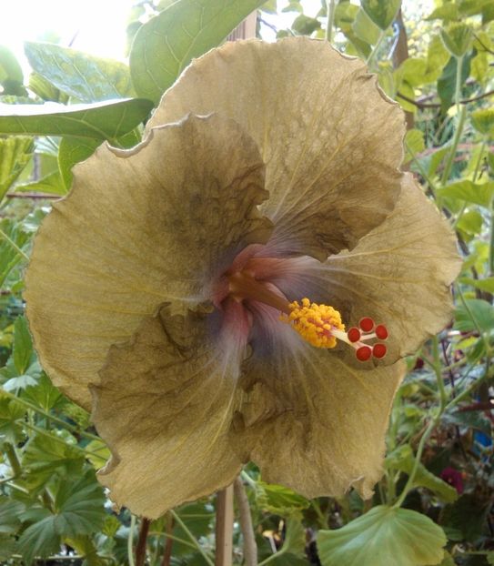  - Hibiscus Wallflower