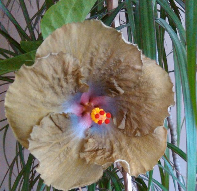  - Hibiscus Wallflower