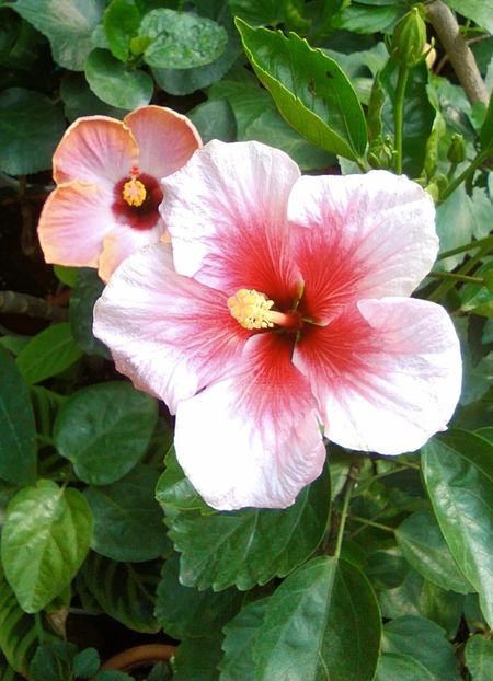  - hibiscus pink dream