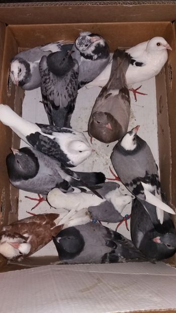 aug vanduti 252buc - De vanzare voiajori pui 2018