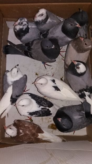 vanduti - De vanzare voiajori pui 2018