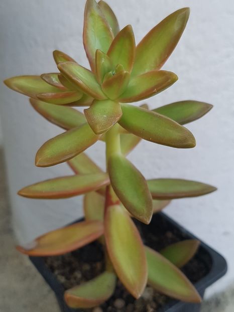 Sedum nussbaumerianum - Sedumuri de interior