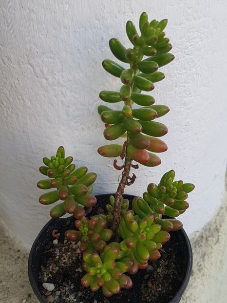 Sedum rubrotinctum ( Jelly Bean plant) - Sedumuri de interior