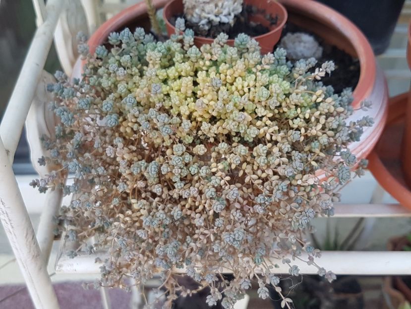 Sedum dasyphyllum minor - Sedumuri de interior