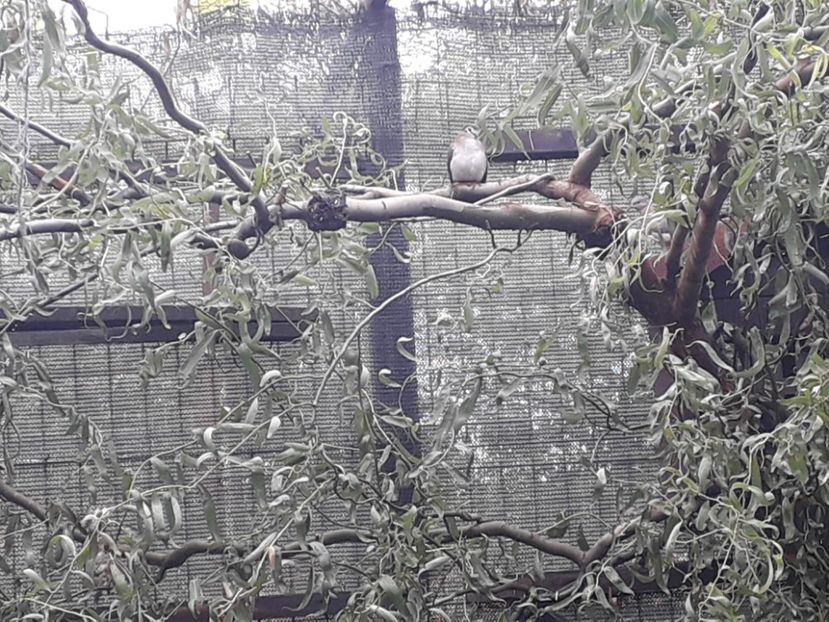  - TURTURELE TAMBURIN