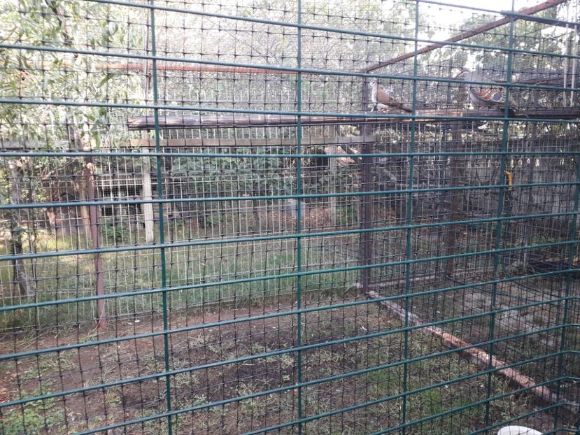  - TURTURELE TAMBURIN