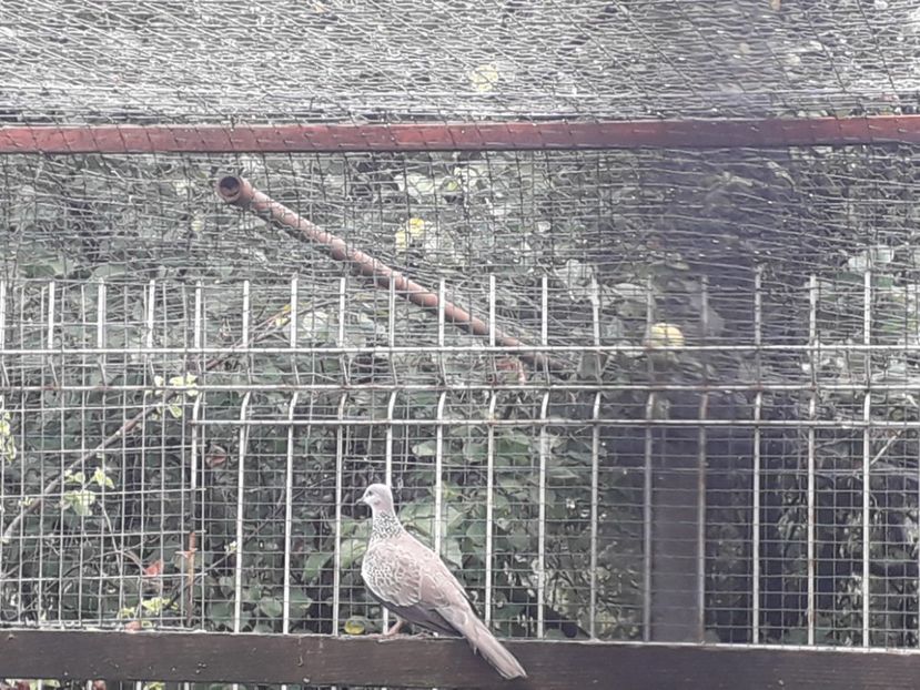  - TURTURELE GÂT PERLAT