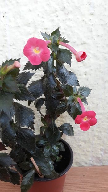  - R18 Orange Tetra Himalayan - renuntat