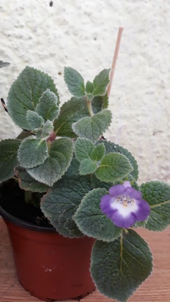 Maike - 001 2018 - Eucodonia si X smithicodonia