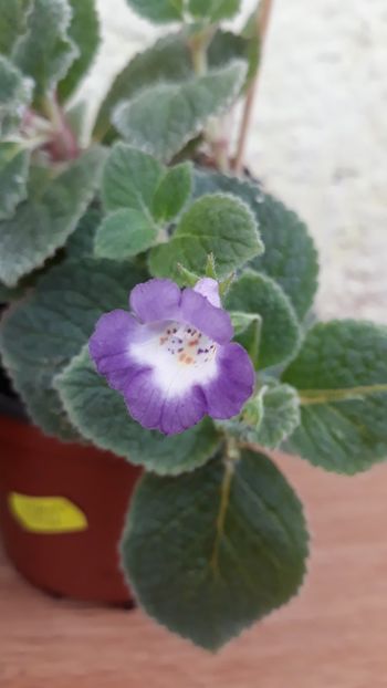  - 001 2018 - Eucodonia si X smithicodonia