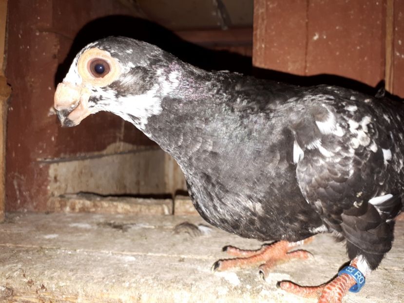 F vîndută - H3 _ tineret 2018