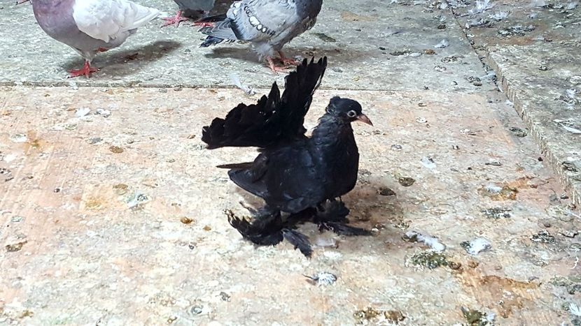 Pui 2018 - C----- voltati indieni- indian fantail