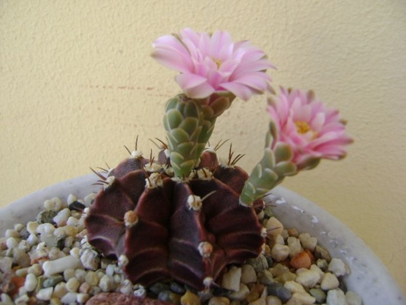 Gymnocalycium friedrichii - Cactusi 2018 Gymnocalycium