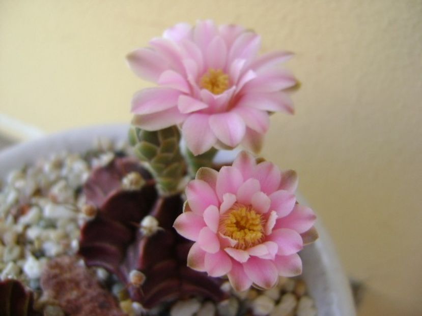 Gymnocalycium friedrichii - Cactusi 2018 Gymnocalycium