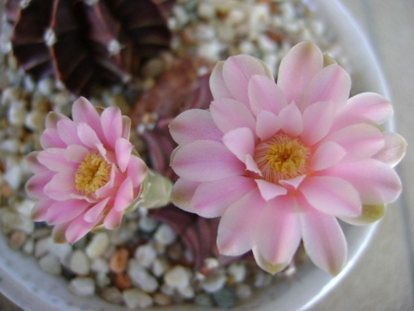 Gymnocalycium friedrichii - Cactusi 2018 Gymnocalycium