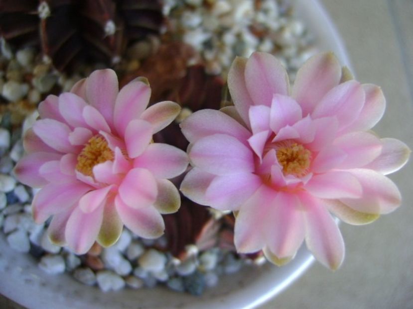 Gymnocalycium friedrichii - Cactusi 2018 Gymnocalycium