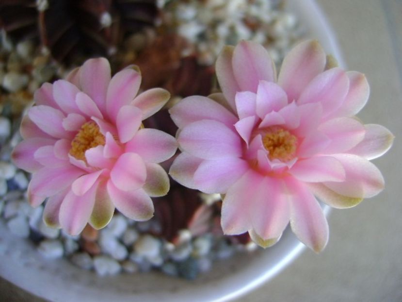 Gymnocalycium friedrichii - Cactusi 2018 Gymnocalycium