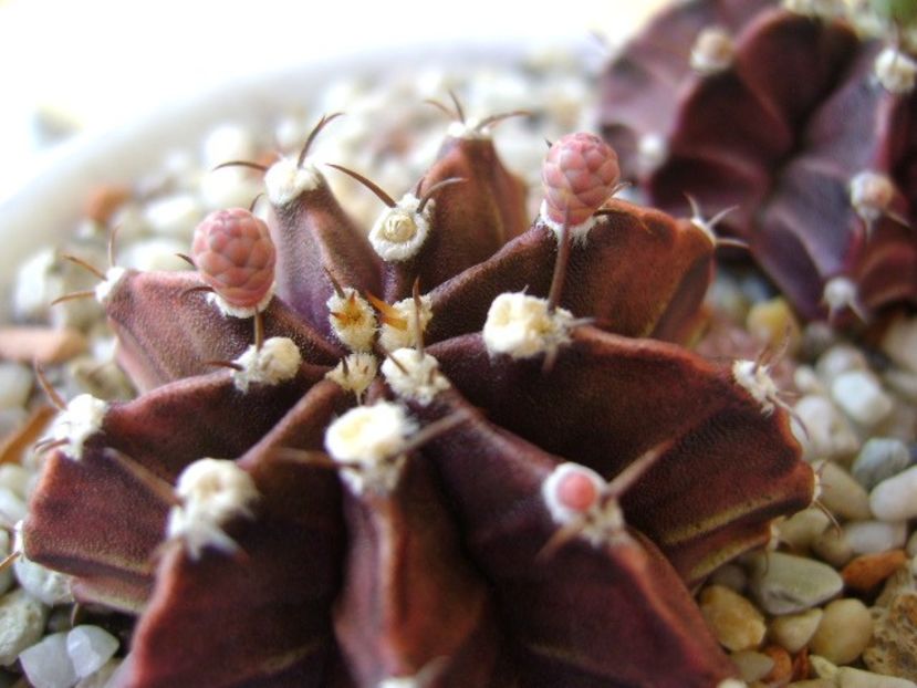 Gymnocalycium friedrichii, 2 ex. - Cactusi 2018 Gymnocalycium