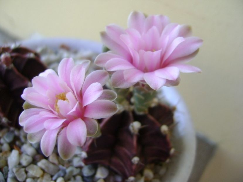 Gymnocalycium friedrichii - Cactusi 2018 Gymnocalycium