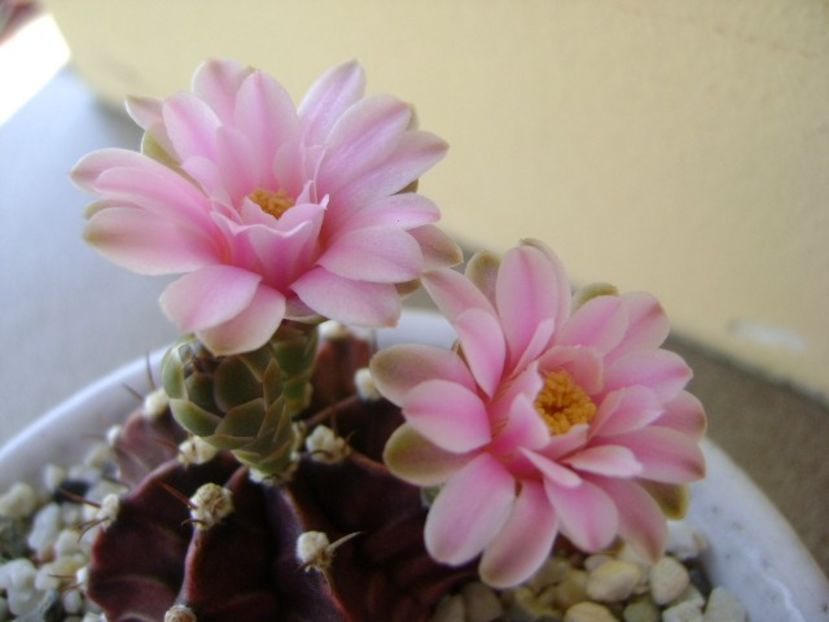 Gymnocalycium friedrichii - Cactusi 2018 Gymnocalycium