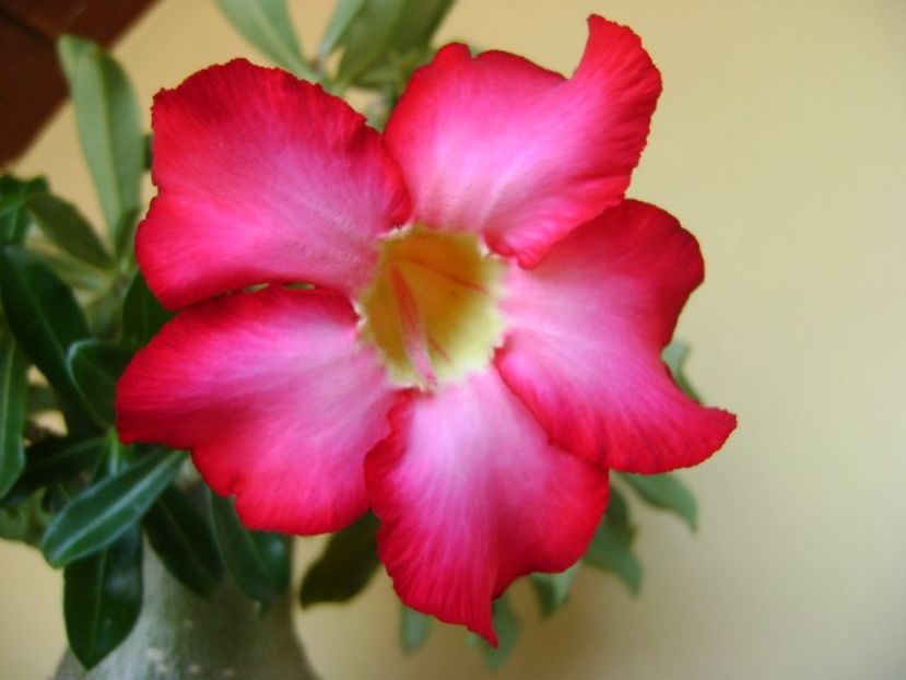 Adenium obesum - Caudiciforme si bulbi 2018